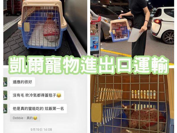 2025/09/18『中國飛台灣』斯芬克斯貓/無毛貓、中國飛台灣~~~~